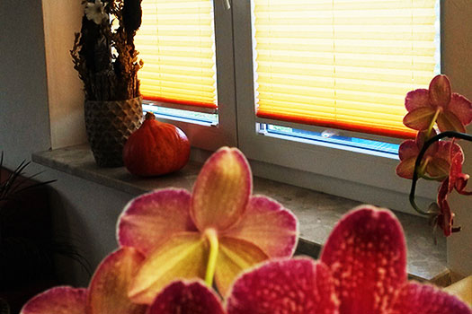 Fensterschmuck